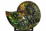 Ammonite Fossil with Mosasaur Bite Marks - Precious Ammolite! #350337-2